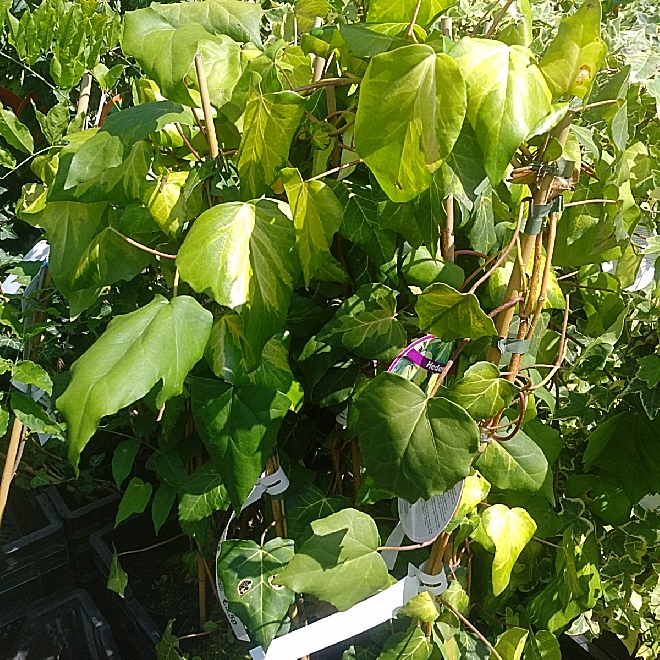 Hedera colchica 'Sulphur Heart' Klimop