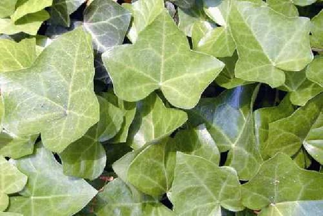 Hedera helix 'Baltica' Klimop