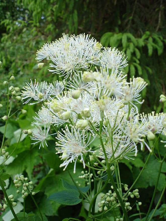 Thalictrum aquilegifolium 'Album' Akeleiruit