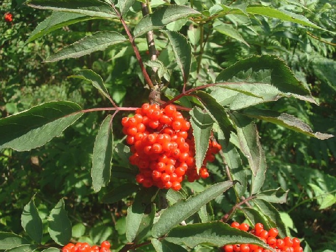 Sambucus racemosa Trosvlier,Bergvlier
