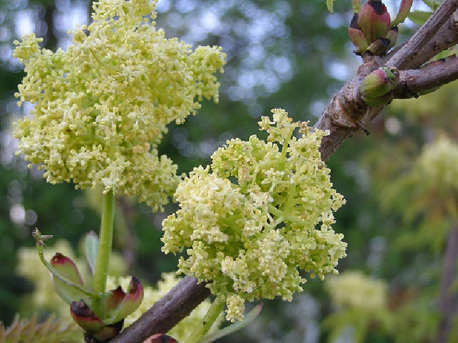Sambucus racemosa 'Plumosa Aurea' Trosvlier,Bergvlier