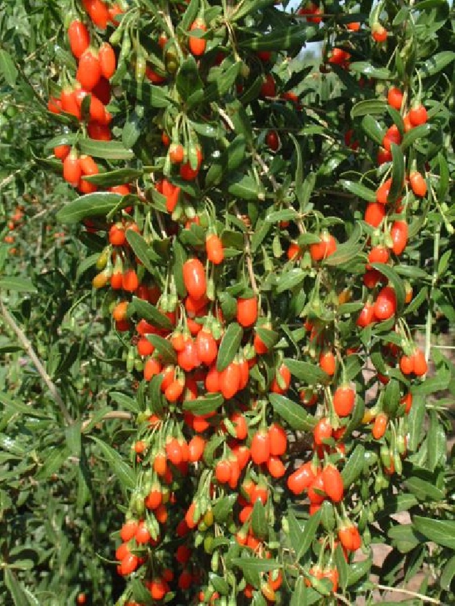 Lycium barbarum Goji Berry, Boksdoorn, Wolfbes