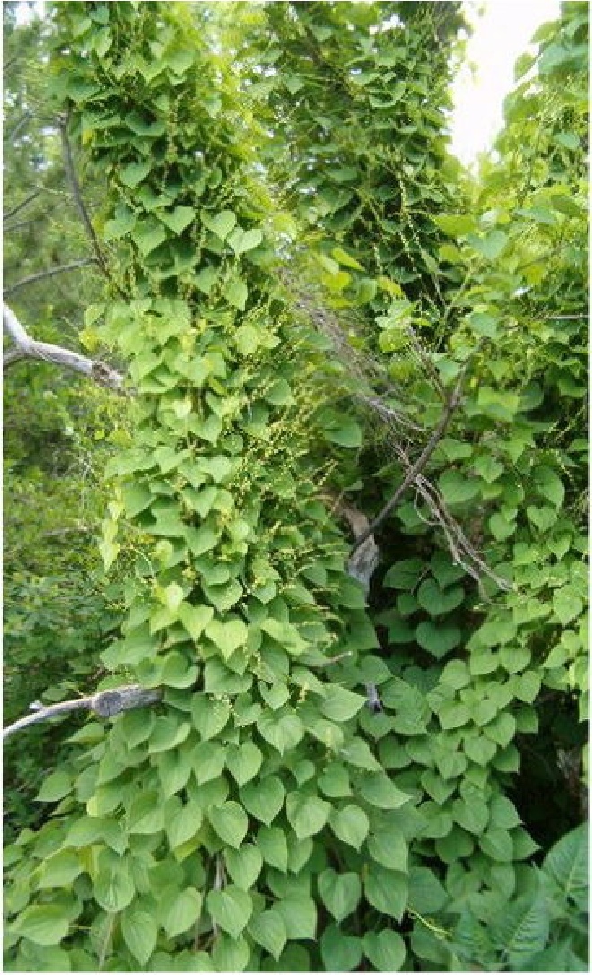 Dioscorea caucasica 'Zojugre' (I Am Just Green) Yamwortel