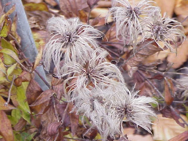 Clematis integrifolia Bosrank
