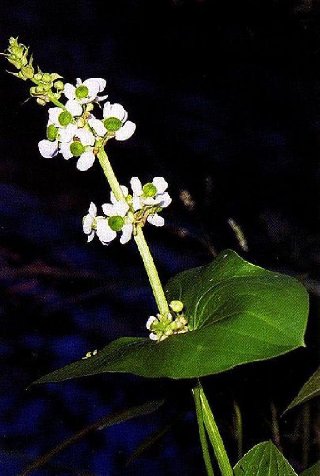 Sagittaria graminea Eendaardappel, Breedbladig Pijlkruid
