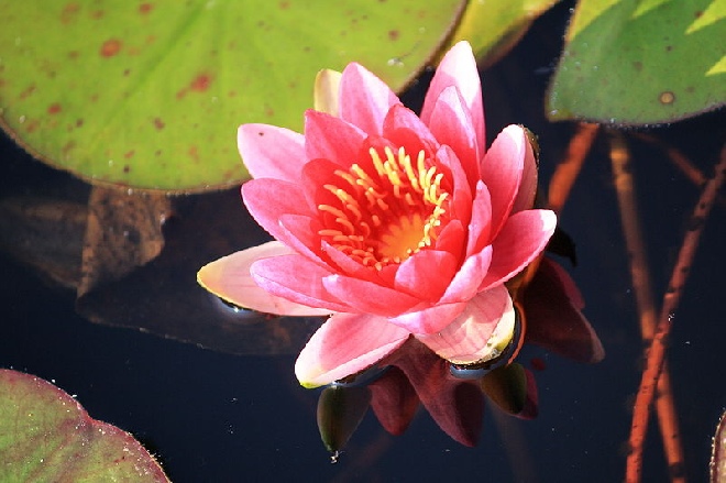 Nymphaea 'Firecrest' Waterlelie, Zonnekind