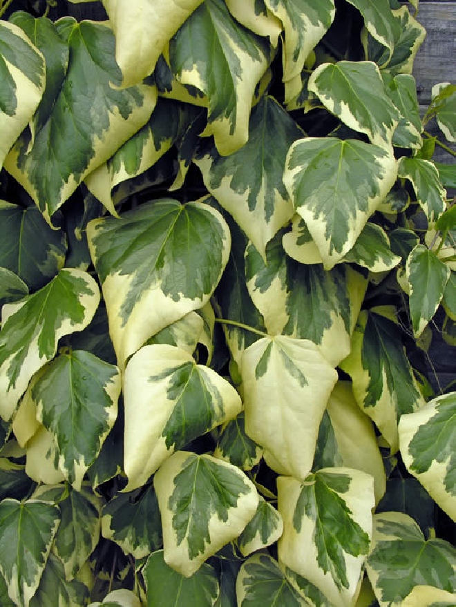 Hedera colchica 'Dentata Variegata' Bonte Kaukasisiche Klimop