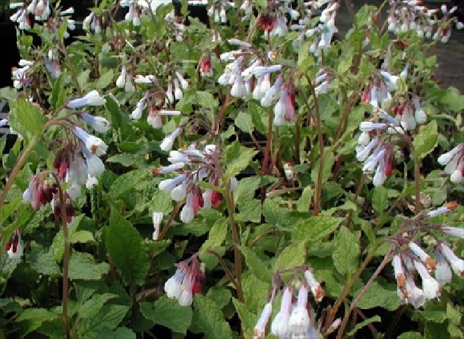 Symphytum grandiflorum 'Wisley Blue' Smeerwortel