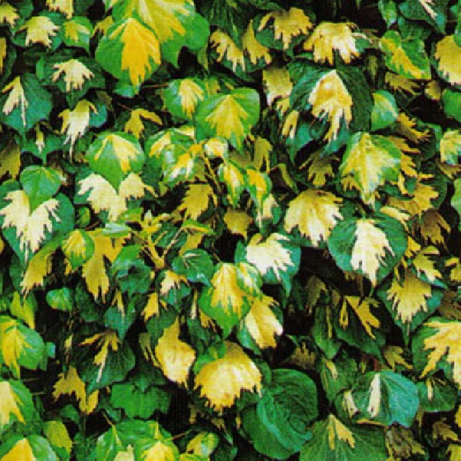 Hedera helix 'Goldheart' Geelbonte Klimop