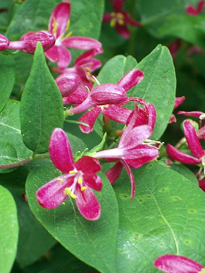 Lonicera tatarica 'Rosea' Struikkamperfoelie