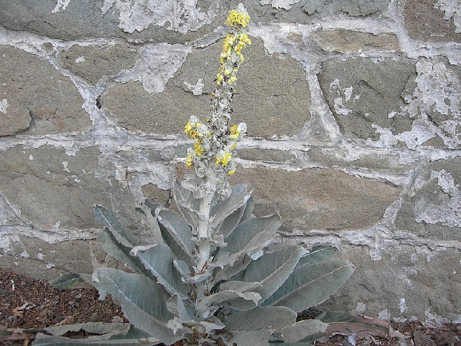 Verbascum bombyciferum toorts