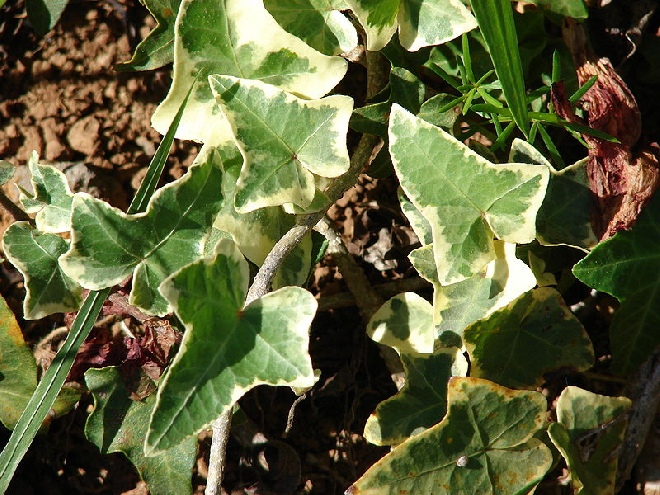 Hedera helix 'Kolibri' Zilverbonte Klimop