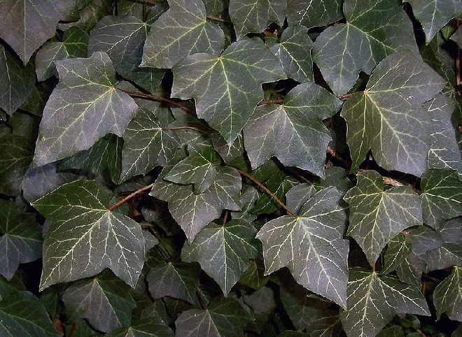 Hedera helix 'Wonder' Klimop