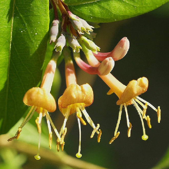 Lonicera henryi Kamperfoelie, Geitenblad