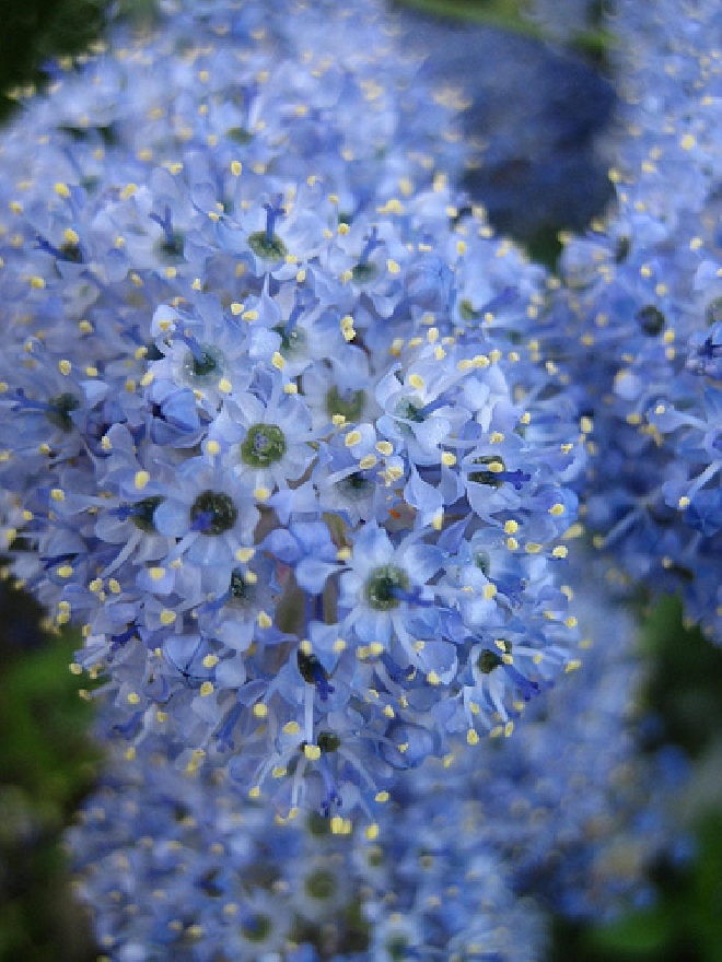 Ceanothus arboreus 'Trewithen Blue' Amerikaanse Sering