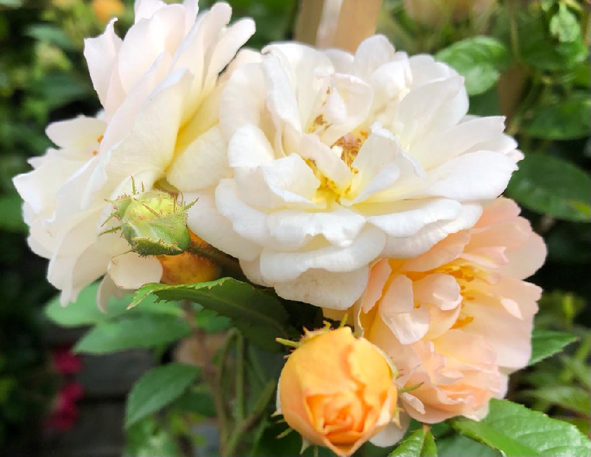 Rosa 'Ghislaine de Féligonde' Zalmkleurige Rambler