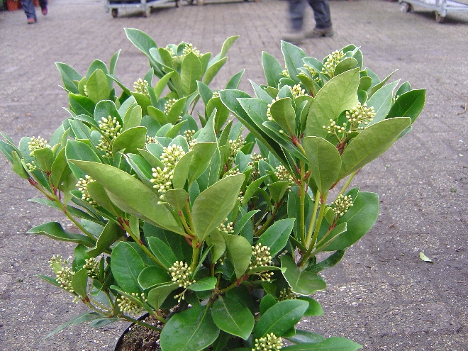 Skimmia japonica 'Redruth' skimmia
