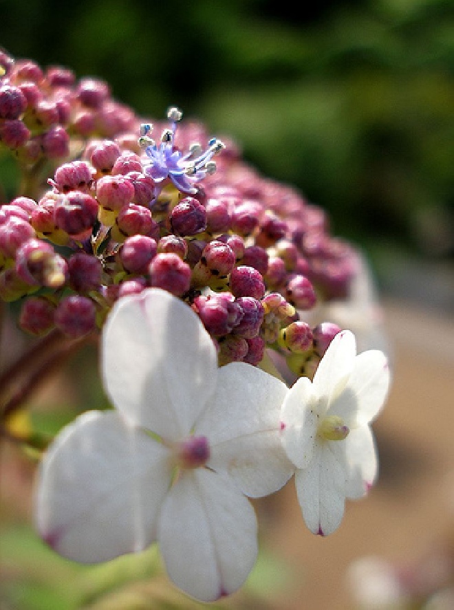 Hydrangea serrata 'Bluebird' Hortensia (schermbloemig)