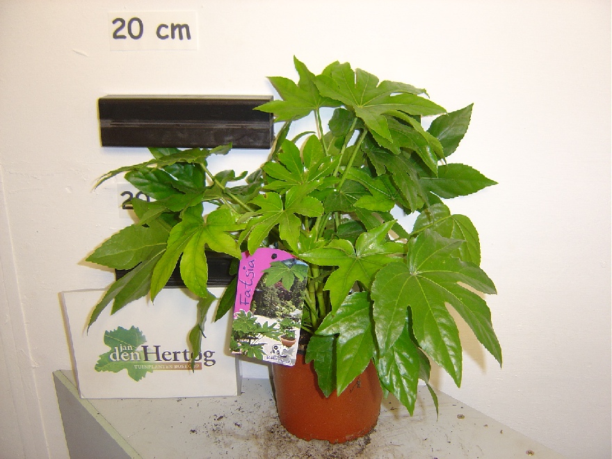 Fatsia japonica Vingerplant