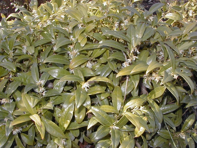 Sarcococca hookeriana var. humilis Vleesbes