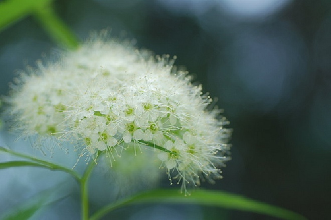 Spiraea japonica 'Albiflora' Spierstruik