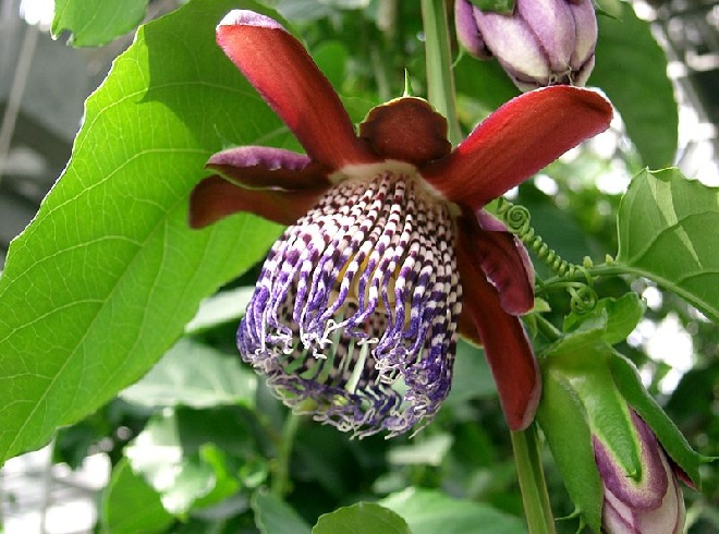 Passiflora alata Rode Passiebloem