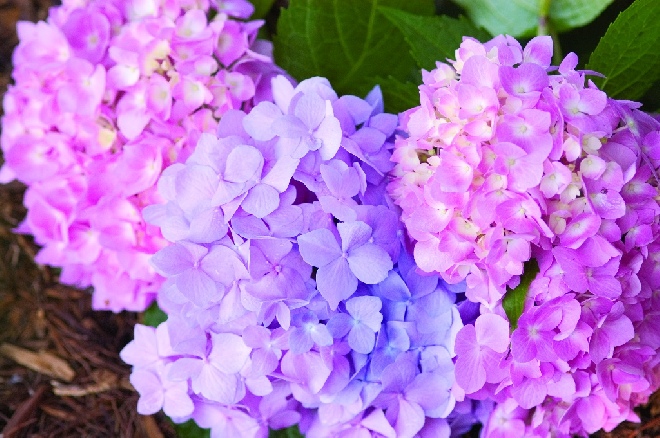 Hydrangea macrophylla 'Bailmer' PINK Endless Summer® The Original.