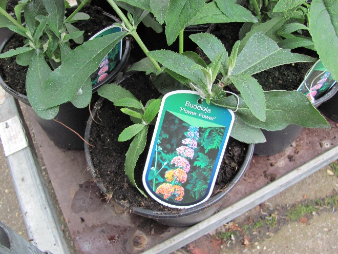 Buddleja weyeriana 'Bicolor' (Flower Power) Vlinderstruik