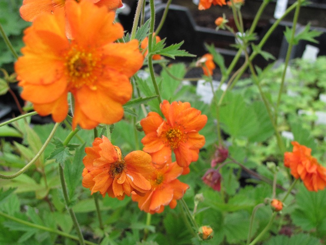 Geum 'Prinses Juliana' Nagelkruid
