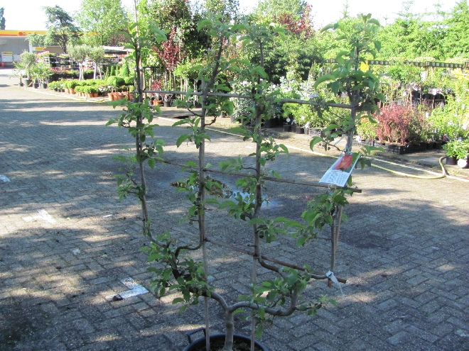 Malus domestica 'Delorina' (Harmonie®) Bewaarappel