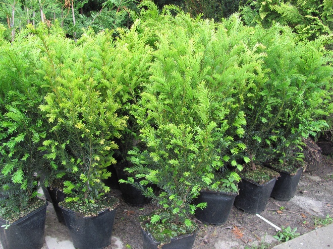 Taxus media 'Groenland' Taxusheg, Venijnboom
