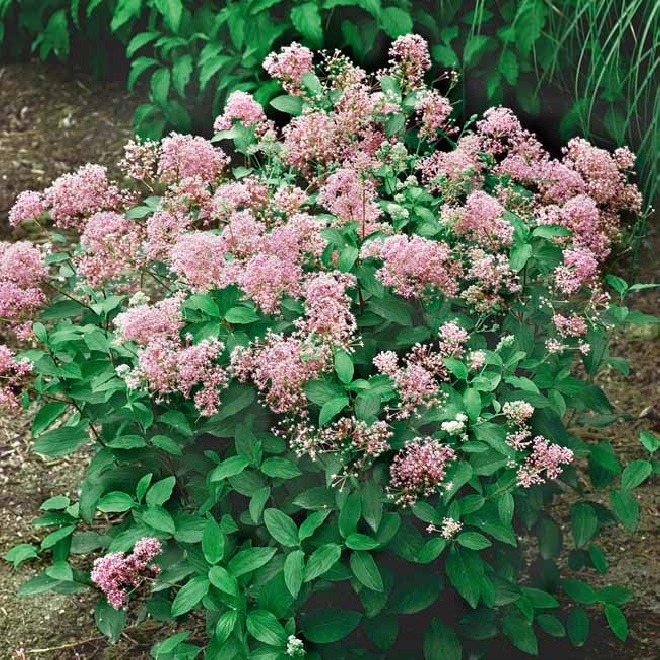Ceanothus pallidus 'Marie Simon' Roze Amerikaanse Sering