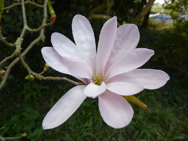 Magnolia loebneri 'Leonard Messel' Beverboom, Valse Tulpenboom