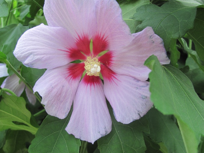 Hibiscus 'Resi' Althaeastruik