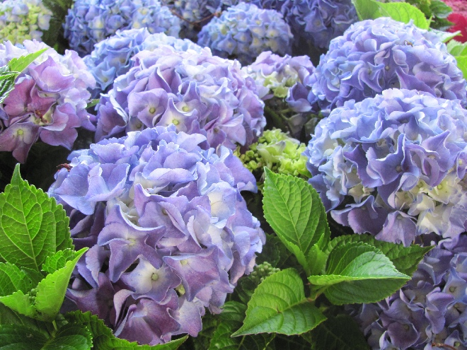 Hydrangea macrophylla 'Ningbo' (syn. Hydrangea macrophylla 'Ningbo Pink') Hortensia