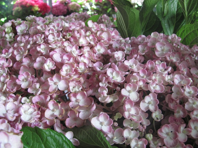 Hydrangea macrophylla 'Ayesha' Seringbloemige Hortensia