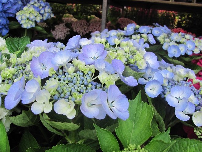 Hydrangea macrophylla 'Bläuling' Hortensia 'Blauling'