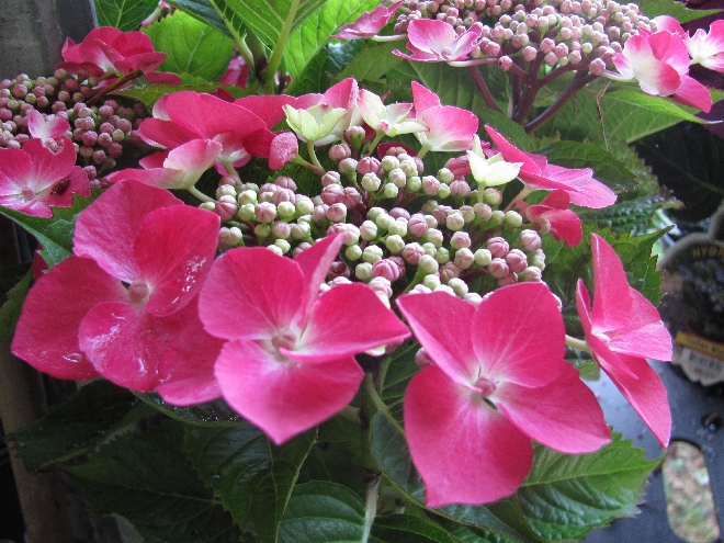 Hydrangea macrophylla 'Kardinal' Hortensia 'Kardinal'