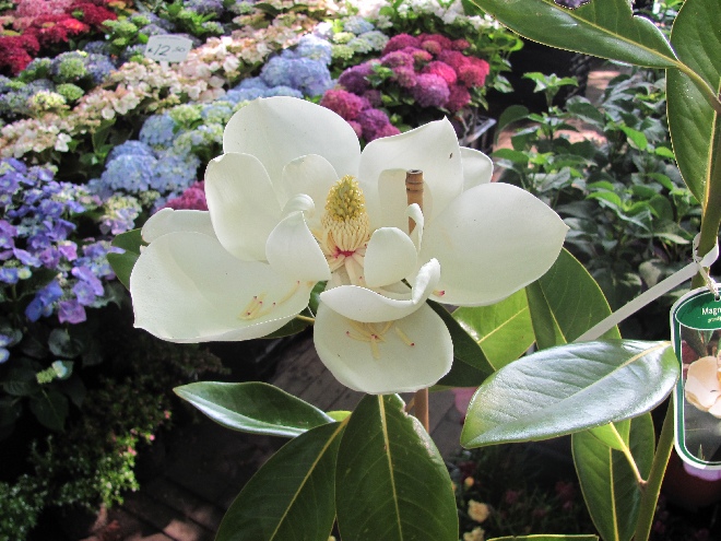 Magnolia grandiflora  Beverboom, Valse Tulpenboom