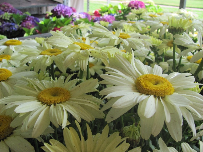 Leucanthemum 'Leumayel' Goudkleurige Margriet