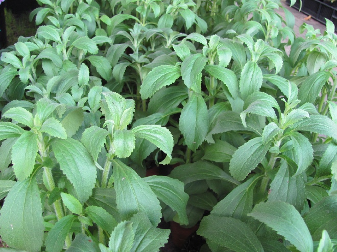 Stevia rebaudiana Honingkruid