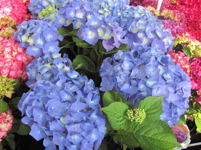 Hydrangea macrophylla 'Bela' Hortensia