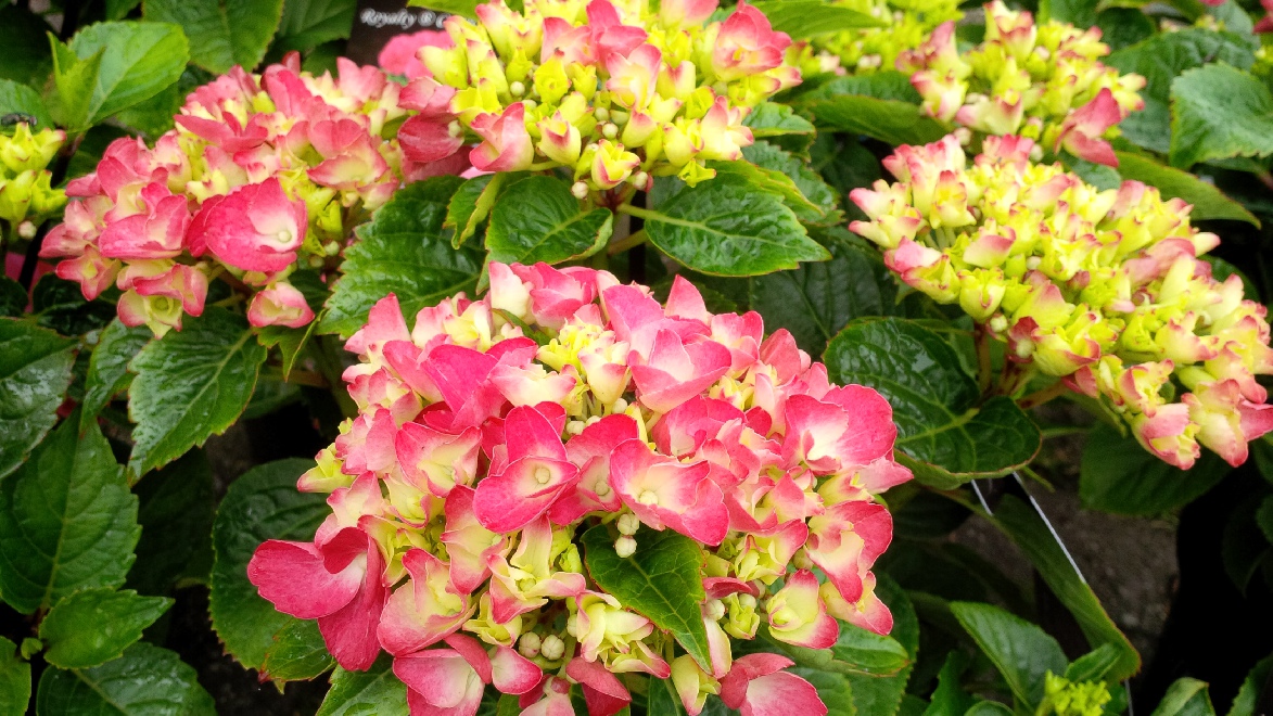 Hydrangea macrophylla 'Simonet' Hortensia