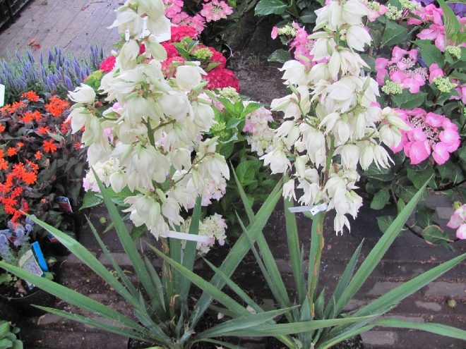 Yucca filamentosa Palmlelie