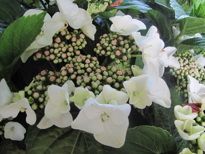 Hydrangea macrophylla 'Benxi' Hortensia