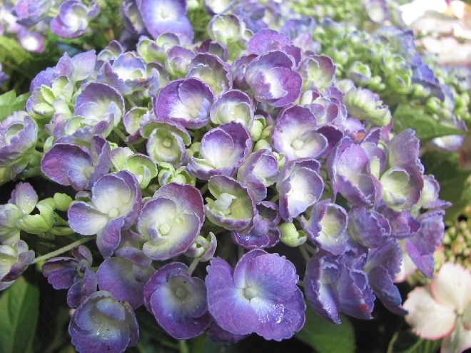 Hydrangea macrophylla 'Hopcorn' (Blauw) HovariaÂ® Hortensia