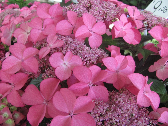 Hydrangea macrophylla 'Selina' Schermbloemige Hortensia (Teller)