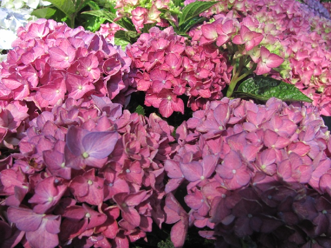 Hydrangea macrophylla 'Hobergine' HovariaÂ® Hortensia