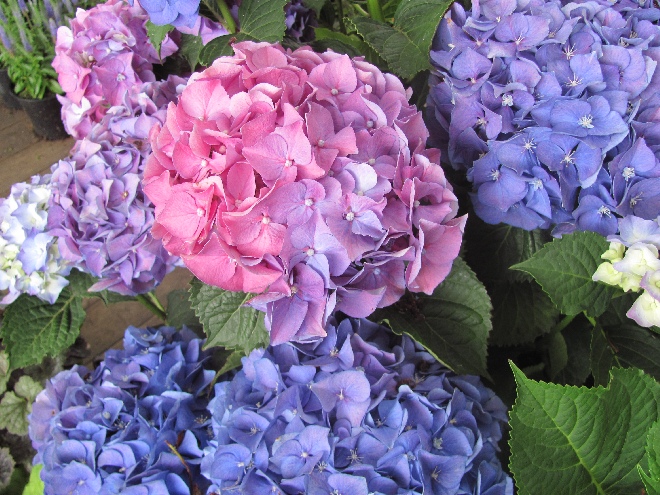 Hydrangea macrophylla Hortensia
