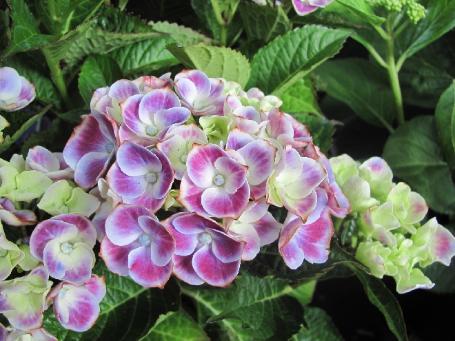 Hydrangea macrophylla 'Tivoli' Blue Hortensia